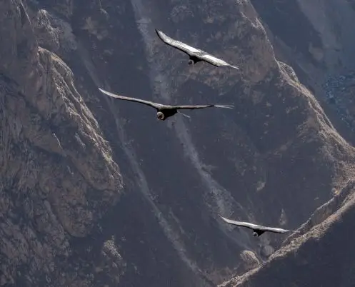 Colca Canyon, Arequipa