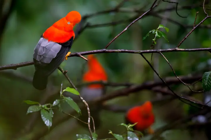 peru travel  - gallo de la roca