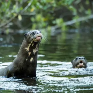 MANU PARK EXTREME BIODIVERSITY PAKIZA 8 DAYS & 7 NIGHTS
