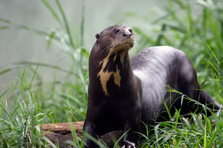 peru travel  - Giant otters