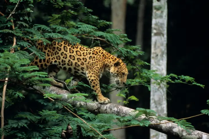 peru travel  - Jaguar