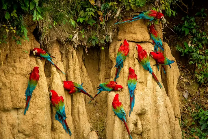 peru travel - Macaw clay lick