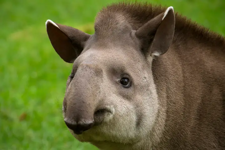 peru travel - Tapir