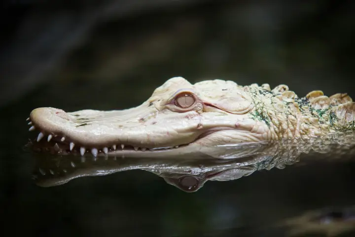 peru travel  - White Caiman